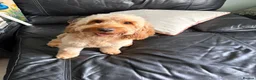 Cockapoo dogs for sale: 8 F1B cockapoo puppies for sale - Advert 3