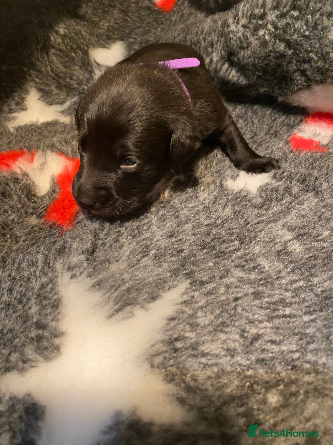 Labrador Retriever dogs for sale: Black and yellow Labrador puppies  - Advert 13