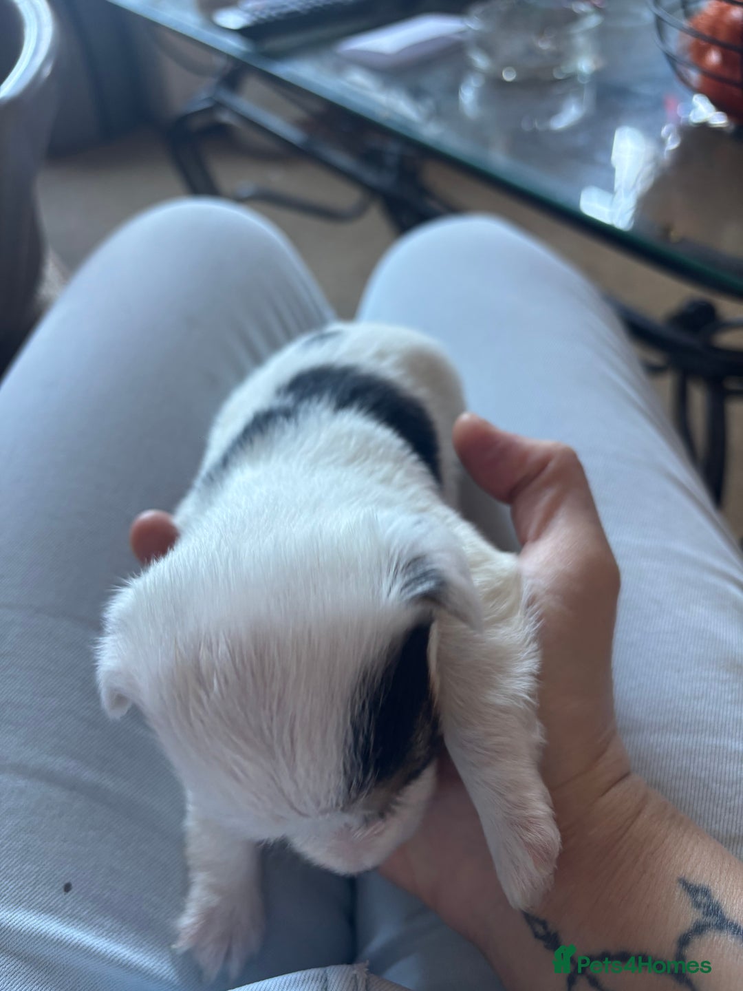 Jack Russell dogs for sale: Jack Russell puppies for sale - Image 11