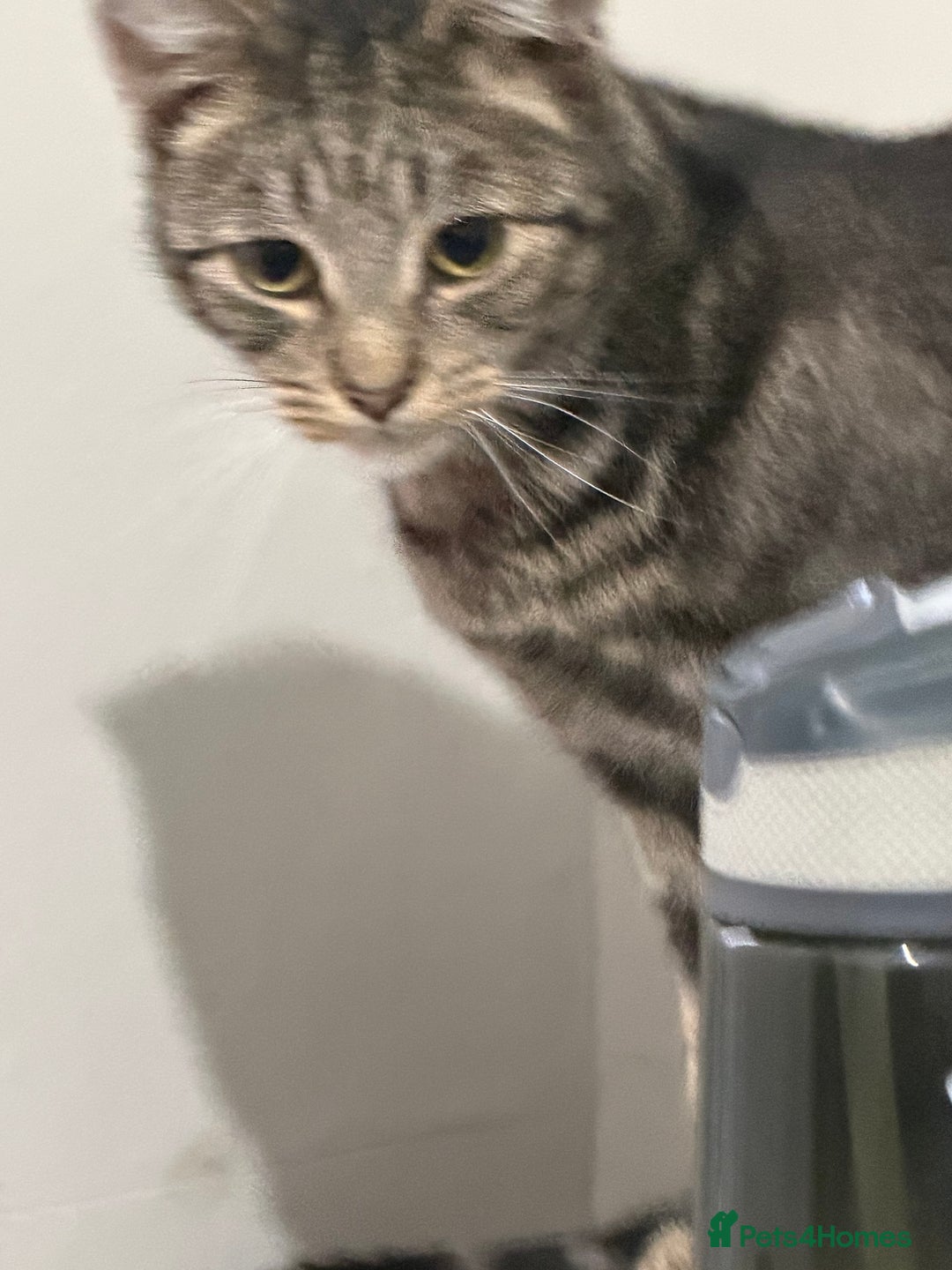 American Shorthair cats for sale: Taz And Tigger (Price Negotiable) - Advert 7