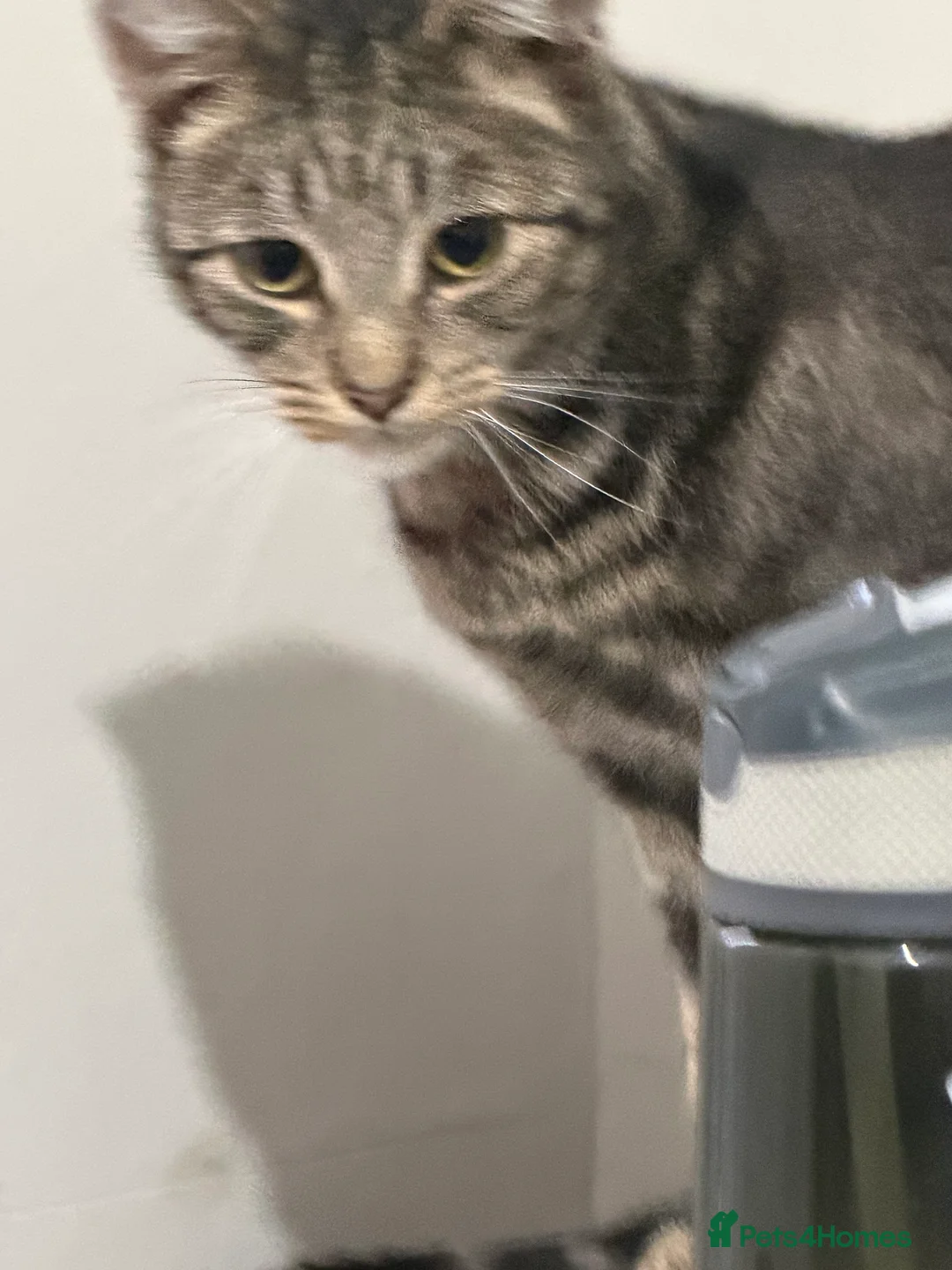 American Shorthair cats for sale: Taz And Tigger (Price Negotiable) - Advert 7