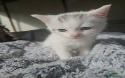 Russian Blue cats for sale: Lovley Russian blue  - Image 21