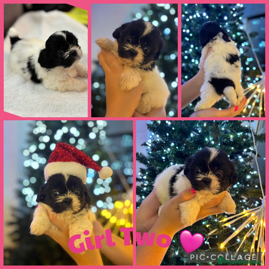 Shih Tzu dogs for sale: Beautiful litter of 6 Shih Tuz pups  - Advert 4