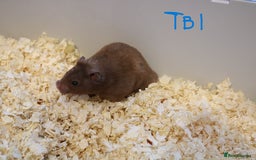 Hamster rodents for sale: Young Syrian Hamsters - Image 15