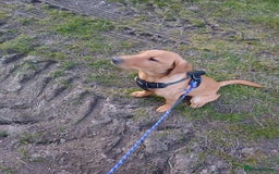 Labrador Retriever dogs for sale: Fox Red Labrador Boy 9 months old. - Image 7