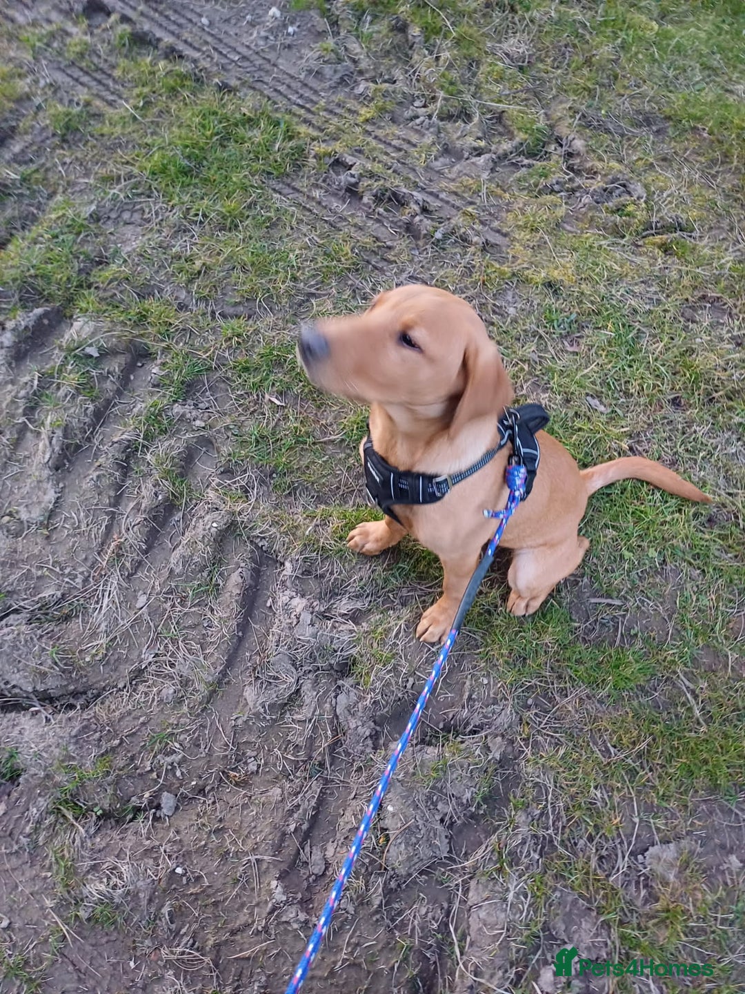 Labrador Retriever dogs for sale: Fox Red Labrador Boy 9 months old. - Image 7