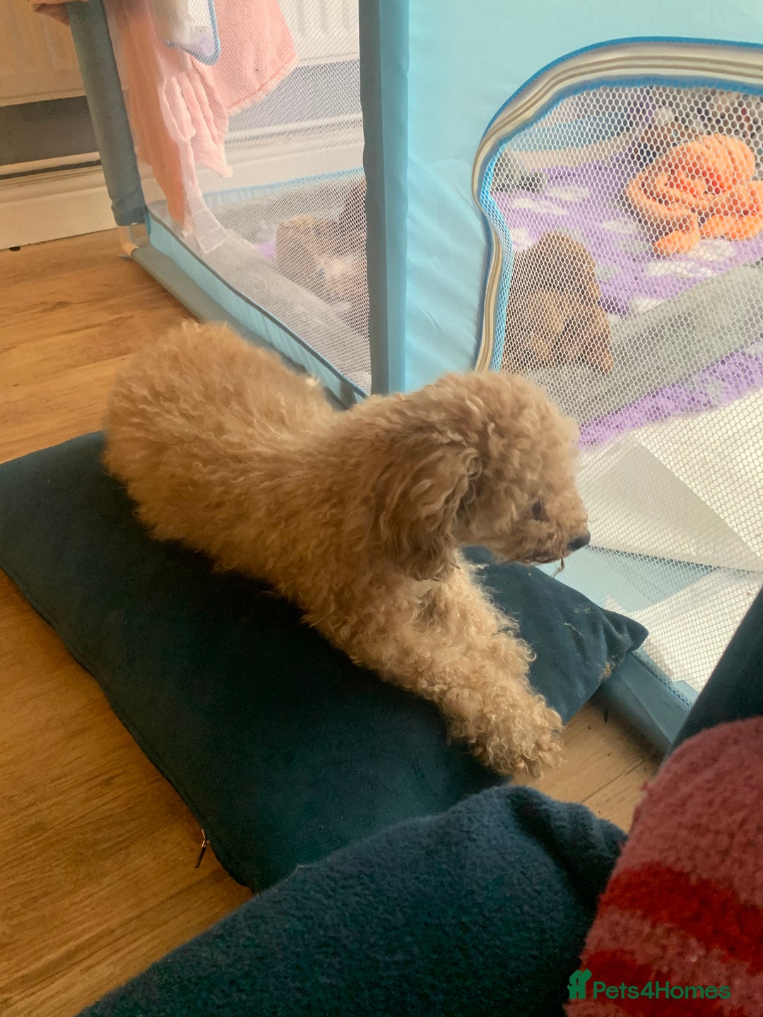 Cavapoo dogs for sale: Toy Cavapoo puppies - Advert 11