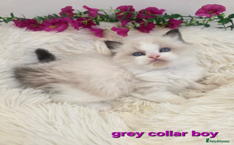 Ragdoll cats 💕GCCF registered ragdoll kittens💕 - Advert 13