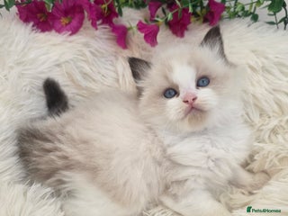 Ragdoll cats 💕GCCF registered ragdoll kittens💕 - Advert 11