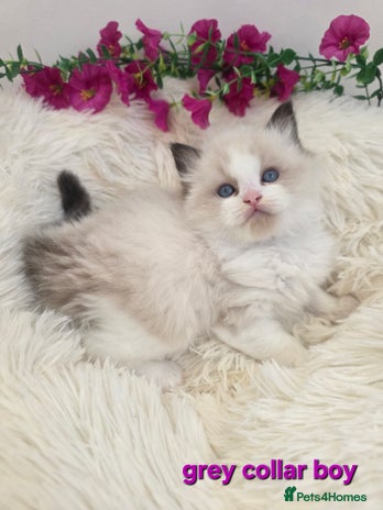 Ragdoll cats 💕GCCF registered ragdoll kittens💕 - Advert 13