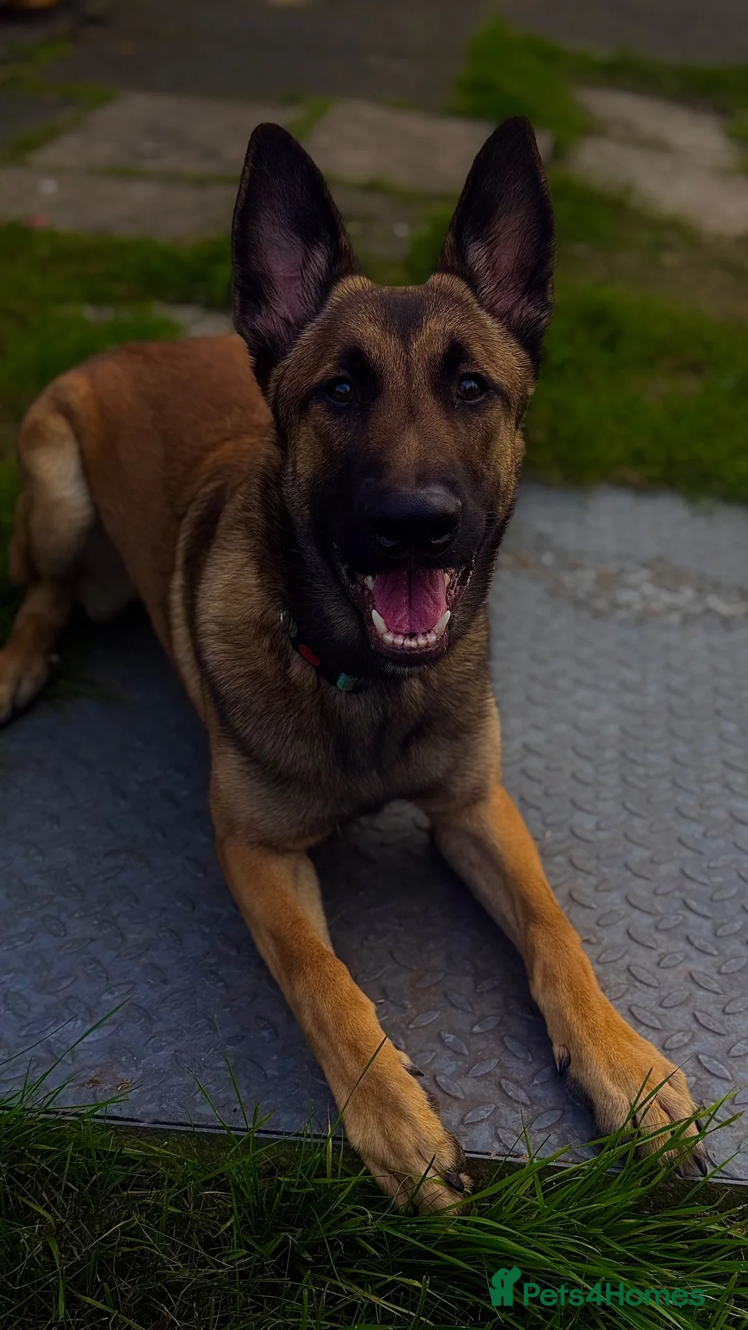 Belgian Shepherd Dog dogs for sale: 8 month mali in Beith - Advert 2