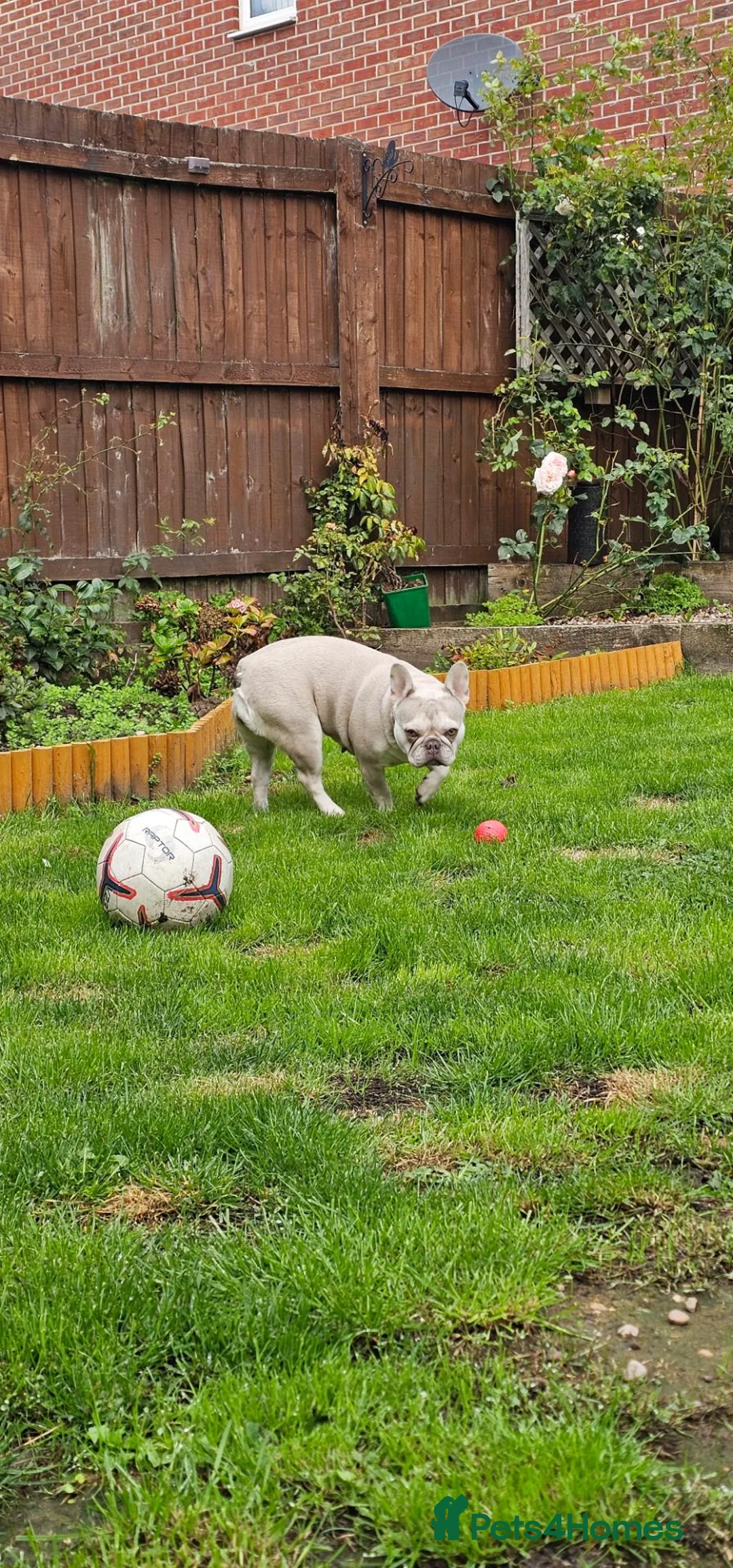 French Bulldog dogs for sale: Still available female french bulldog - Advert 1