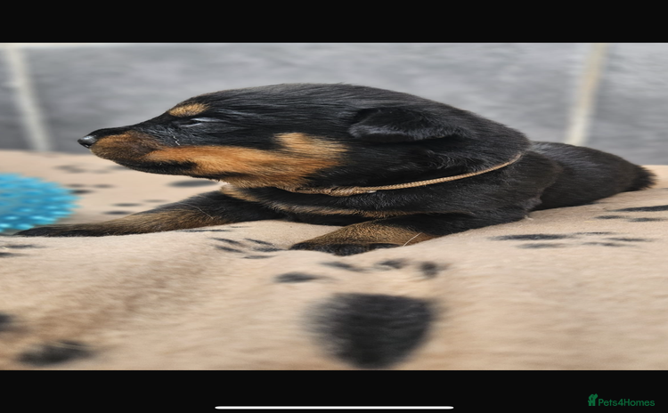 Rottweiler dogs - Advert 1