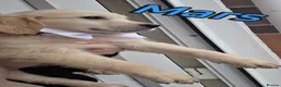 Golden Retriever dogs for sale: Golden retriever - Advert 15