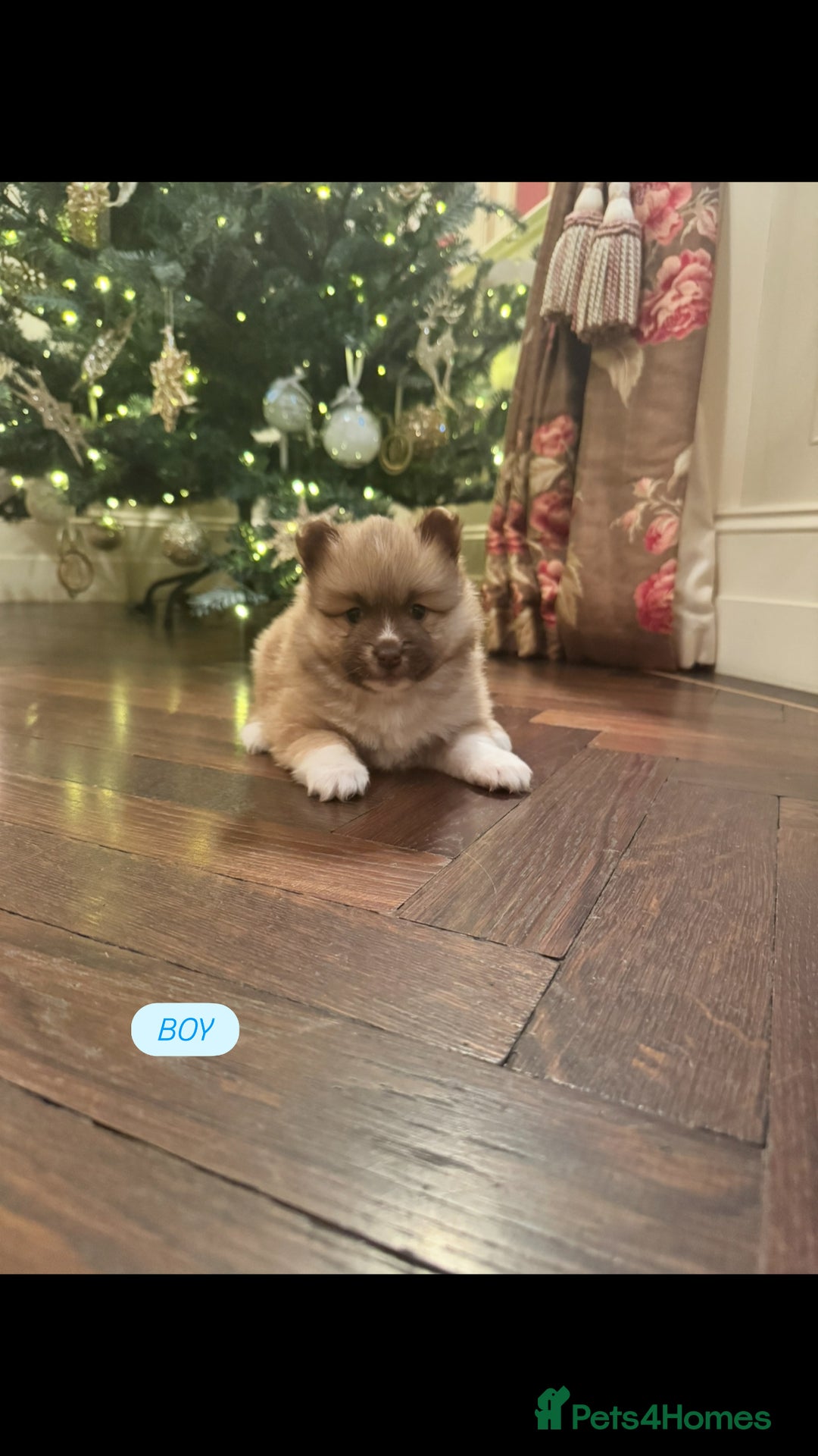 Pomsky dogs for sale: Pomsky Pups  - Advert 2