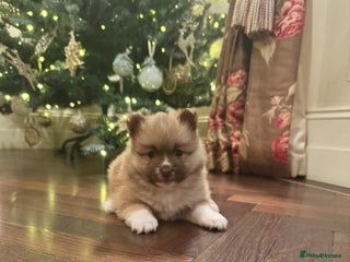 Pomsky dogs Pomeranian Pups - Advert 8