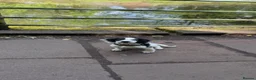 Sprocker dogs for sale: 4 month old sprocker for sale  - Advert 9