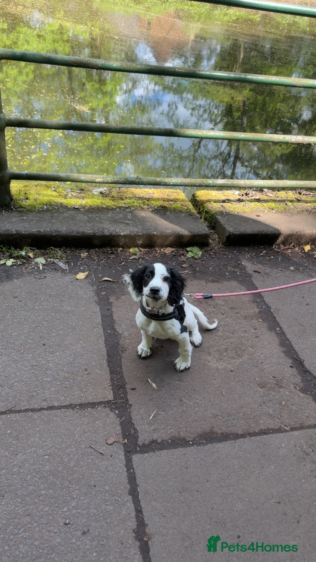 Sprocker dogs for sale: 4 month old sprocker for sale  - Advert 9