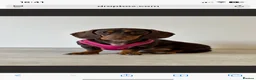 Mixed Breed dogs for sale: Schweenie puppies  - Advert 2