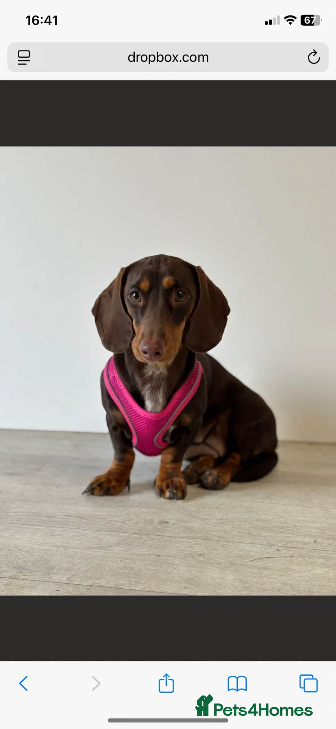 Mixed Breed dogs for sale: Schweenie puppies  - Advert 2