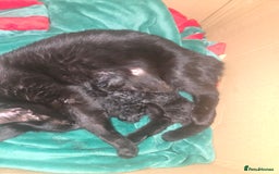 Mixed Breed cats for sale: 3 kittens.. two boys one girl free.. - Image 3