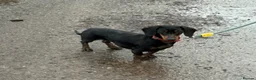 Miniature Dachshund dogs for sale: Miniature dachshund  - Advert 3
