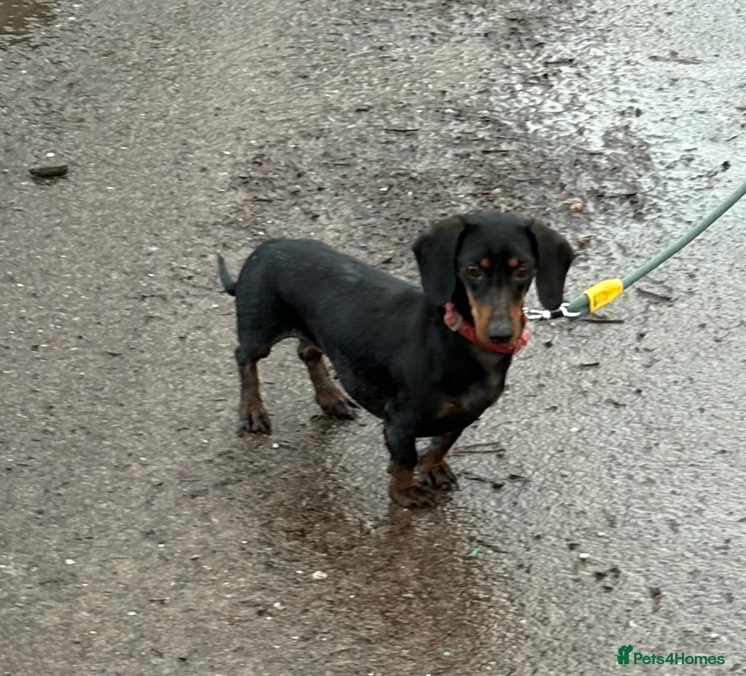 Miniature Dachshund dogs for sale: Miniature dachshund  - Advert 3