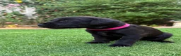 Labrador Retriever dogs for sale: Kennel Club Registered Labrador Puppies  - Advert 9