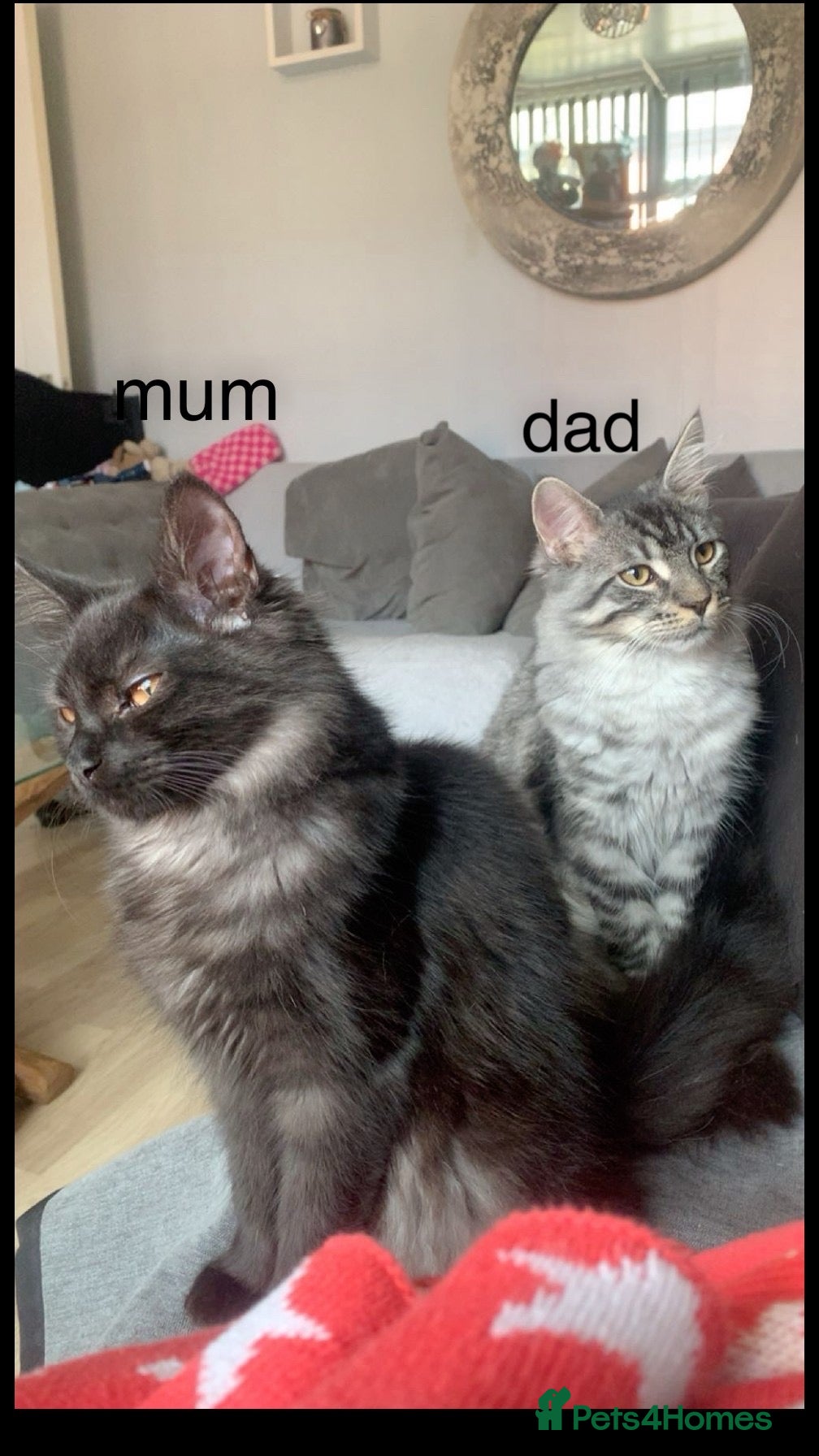 Maine Coon cats 3 Gorgeous Maine coon kittens for sale.  - Advert 13