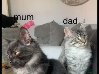 Maine Coon cats 3 Gorgeous Maine coon kittens for sale. - Advert 11