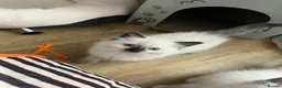 Ragdoll cats for sale: GCCF Ragdoll Kittens in Dunstable - Advert 5