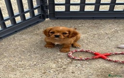 Cockalier dogs for sale: Gorgeous Cockalier Puppies… - Image 23