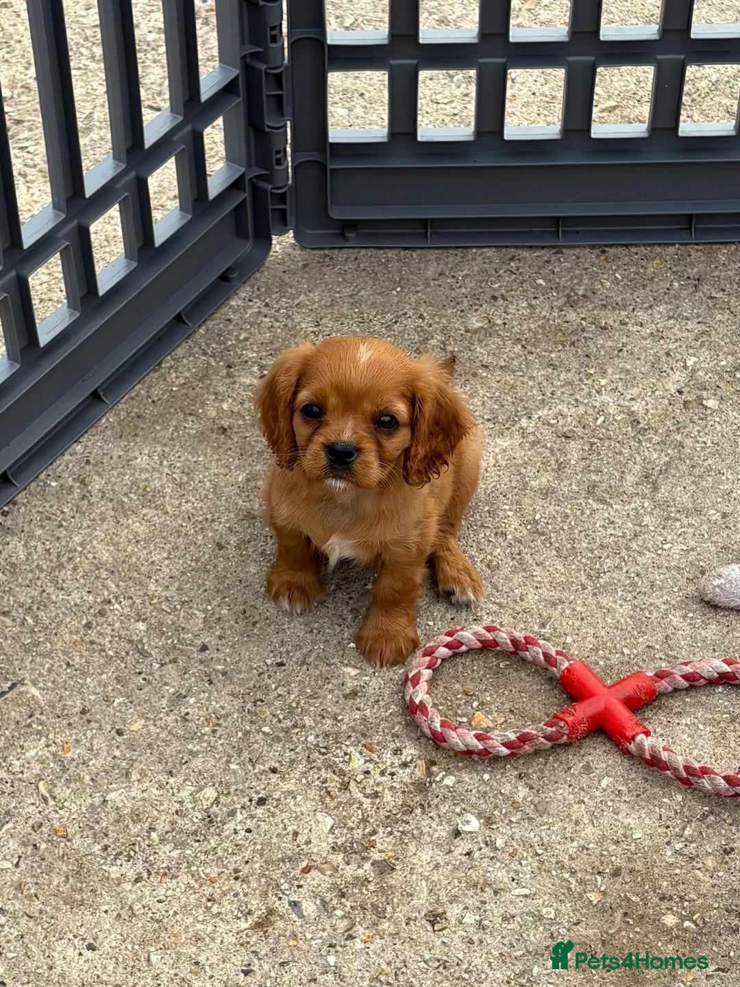 Cockalier dogs for sale: Gorgeous Cockalier Puppies… - Image 23