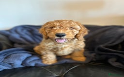 Cockapoo dogs for sale: 5 Gorgeous F2 Cockapoo Puppies Remaining!! 🐶 - Image 9