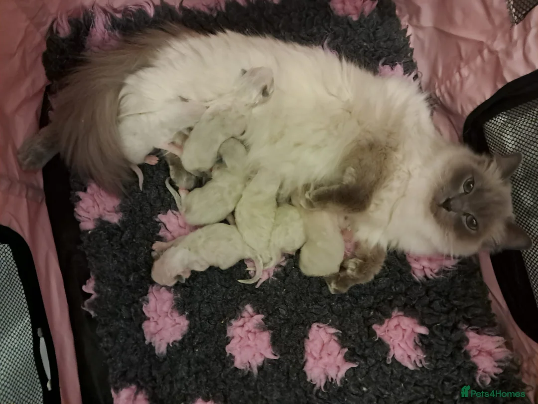 Ragdoll cats for sale: Adorable GCCF Ragdoll kittens - Advert 1