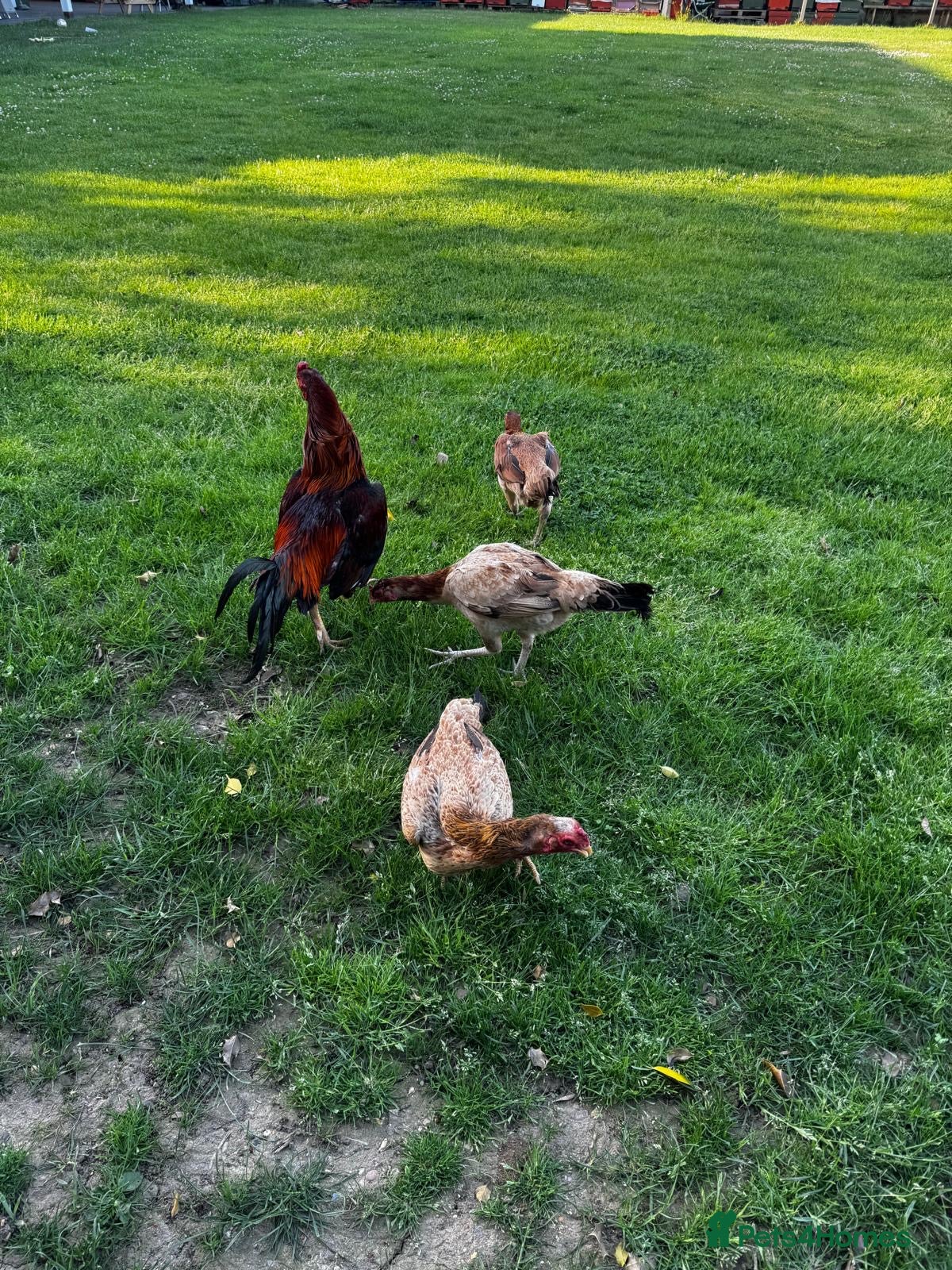 Chickens poultry for sale: Rooster and chickens for sale £250 for all 4 - Advert 2