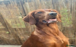 Irish Doodle dogs for sale: Toy Irish Doodle Puppies For Sale  - Image 3