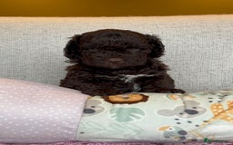 Miniature Poodle dogs for stud: MOYEN POODLE CROSS - IDEAL FOR DOODLE PUPPIES - Advert 20