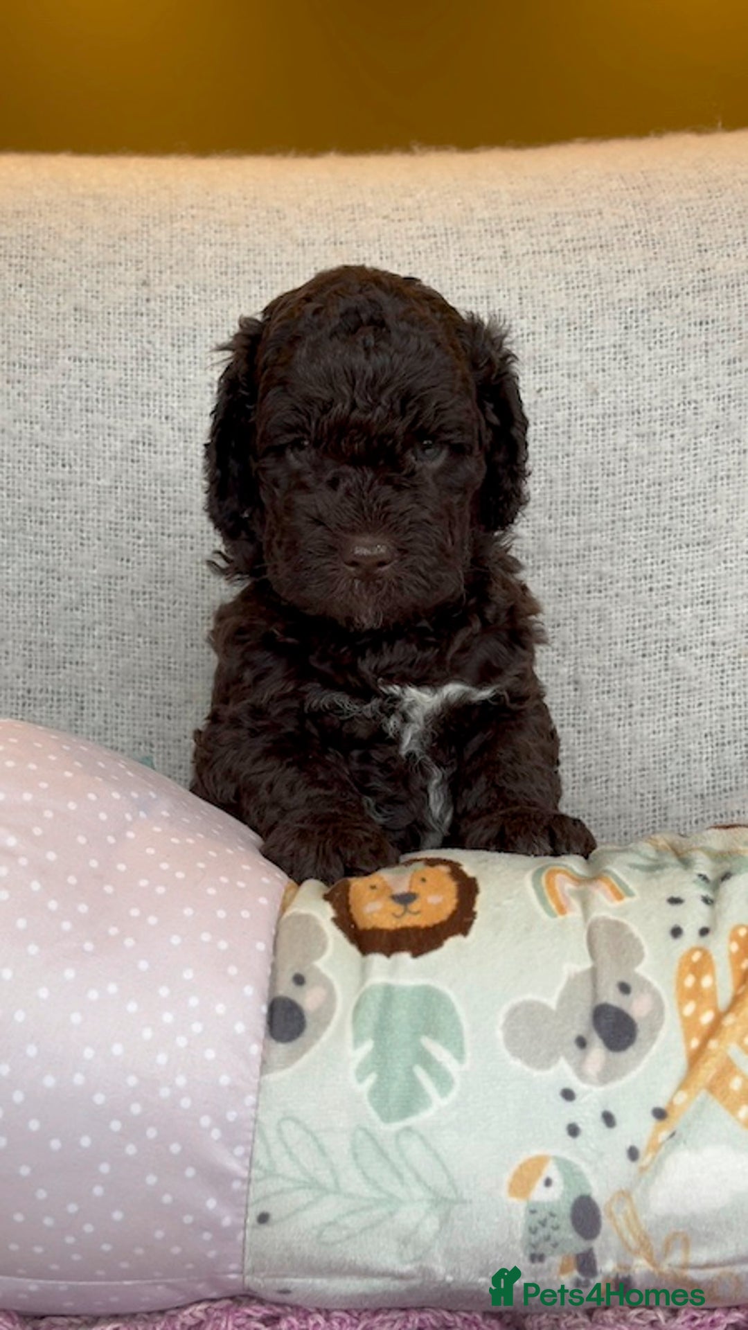 Miniature Poodle dogs for stud: MOYEN POODLE CROSS - IDEAL FOR DOODLE PUPPIES - Advert 20