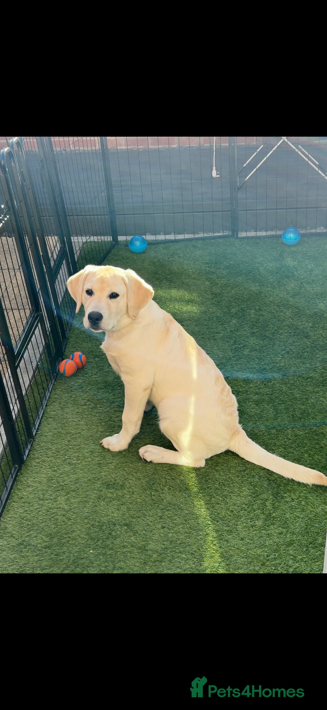 Labrador Retriever dogs for sale: Introducing… Anjola, your new best friend 💚 - Advert 1