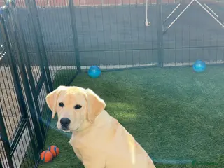 Labrador Retriever dogs Introducing… Anjola, your new best friend 💚 - Advert 1