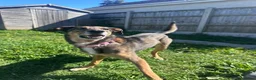 Mixed Breed dogs for adoption: Margot - Gorgeous, 9 Years Old, Mixed Breed Girl in Bournemouth - Advert 5