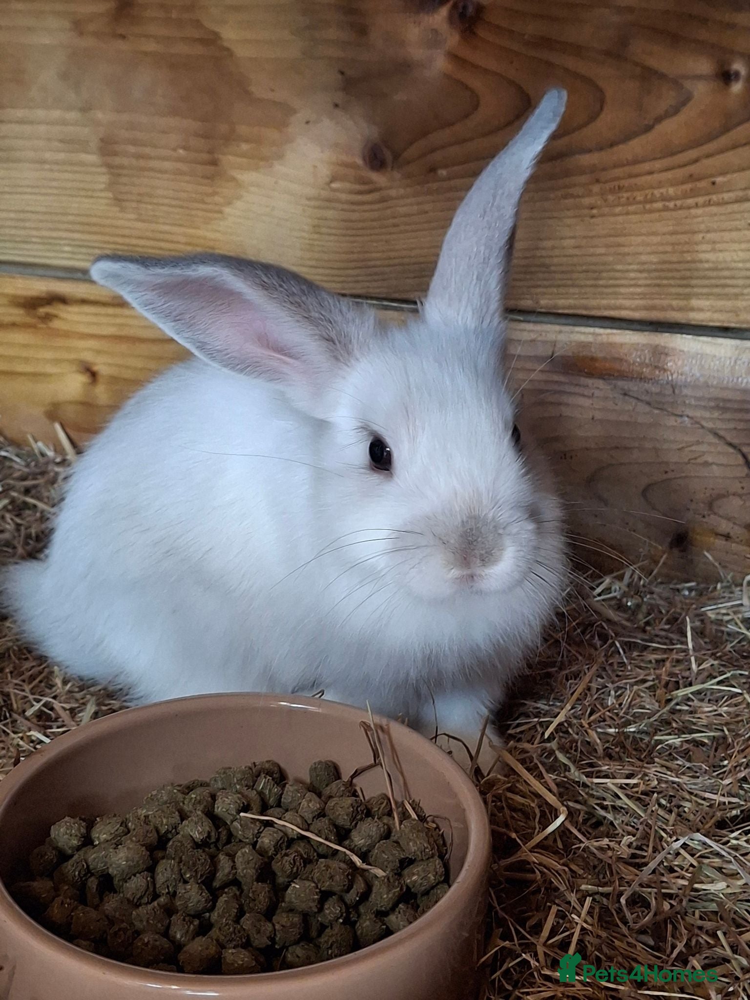Mini Lop rabbits 6x Pure breed mini lop baby rabbits - Advert 1