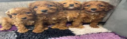 Cavapoo dogs for sale: Ruby Cavapoo Puppies 2 boys & 2 girls left   in Southampton - Advert 4