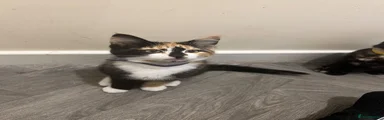 Domestic Shorthair Kitten 2