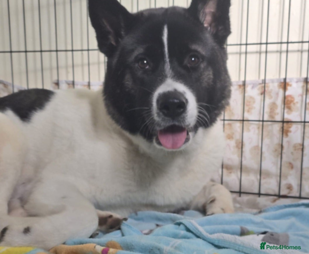 Akita dogs Lovely 1.6-Year-Old Female Akita For Rehoming 🐾 - Advert 9