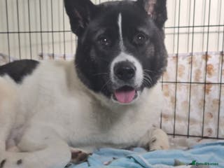Akita dogs Female 1 & half Year-Old Female Akita For Rehoming - Advert 1