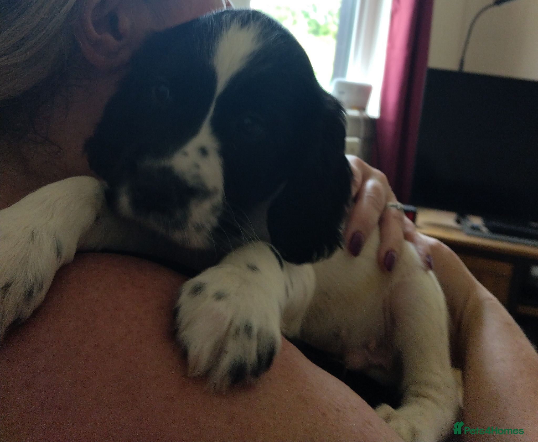Sprocker dogs Gorgeous Sprocker Spaniel Puppies! - Advert 1