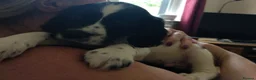 Sprocker dogs for sale: Gorgeous Sprocker Spaniel Puppies! - Advert 9