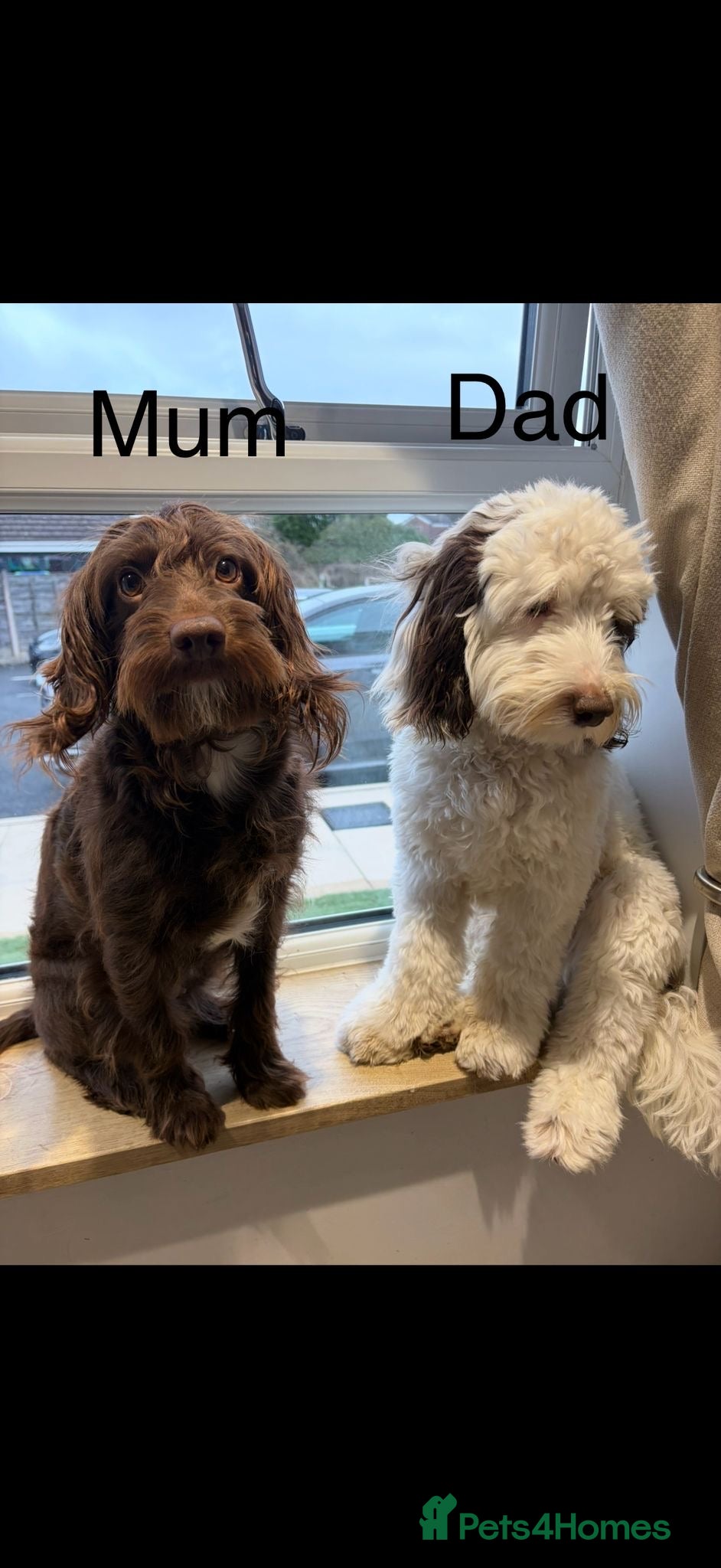 Cockapoo dogs Cockapoo puppies  - Advert 2